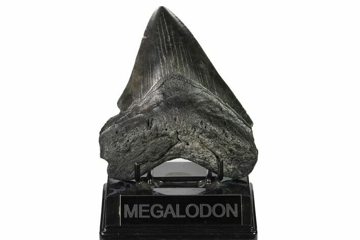 Fossil Megalodon Tooth - South Carolina #164292